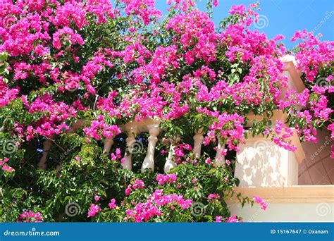Greece Pink Flowers On The White Balcony Royalty Free Stock