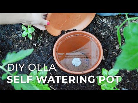 How To Make Diy Ollas Self Watering Systems For Plants Packs Self