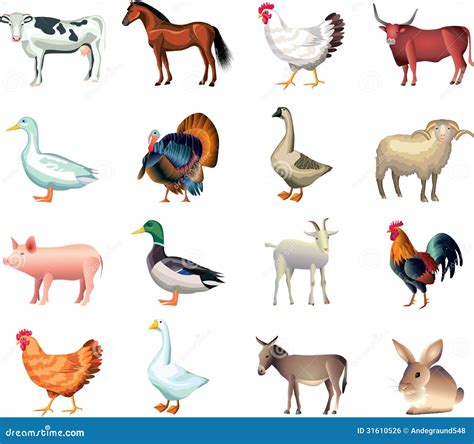 Farm Animals Photo Realistic Set Stock Vector Illustration Of Turkey