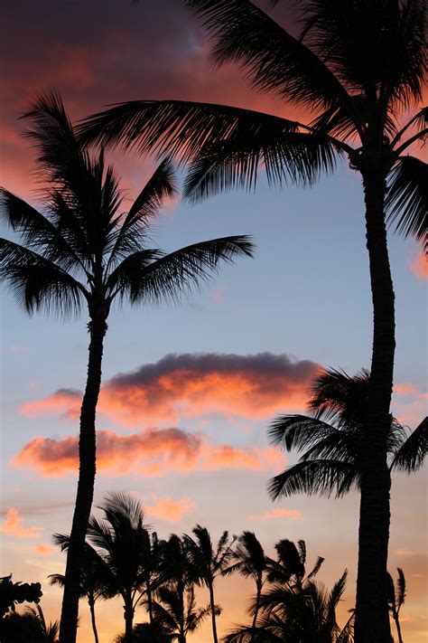Free Images Silhouette Sunrise Sunset Palm Tree Dawn Dusk