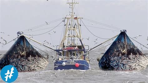 Sekali Jala Dapat Ratusan Ton Ikan Tangkapan Nelayan Ini Emang Wow