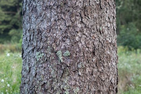 Blue Spruce Bark