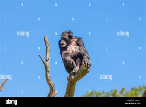 Chimpanzee Monkey On A Tree Stock Photo Alamy