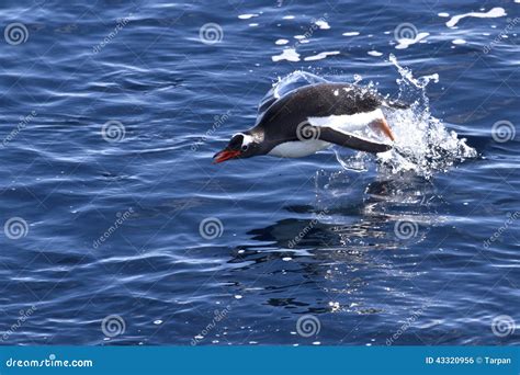 Gentoo Penguin Jumping Out Of Water Stock Photo Image Of Arctic