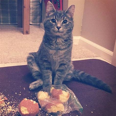 15 Hilarious Photos Of Cats Being Naughty