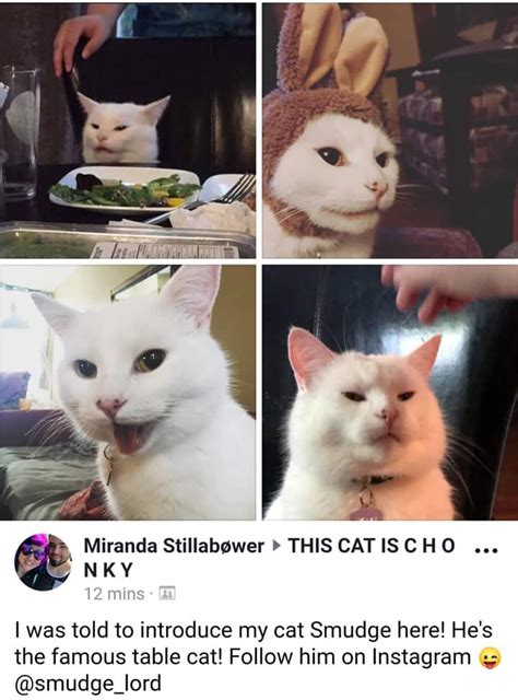 Let Us Please Appreciate Smudge The Table Cat For All The Good Memes