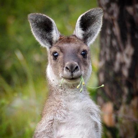 Instagram Kangaroo Animals Beautiful Animals