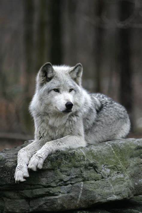 Search Of The Oregons Wild Wolf Timber Wolf Information Network