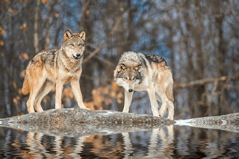 Launching A Lawsuit To Protect Wildlife In Minnesota The National