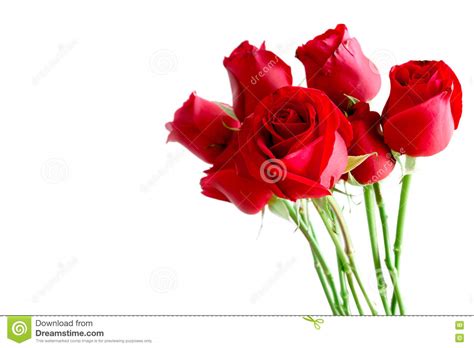 Red Roses Isolated Stock Photo Image Of Valentine Plant 71603124
