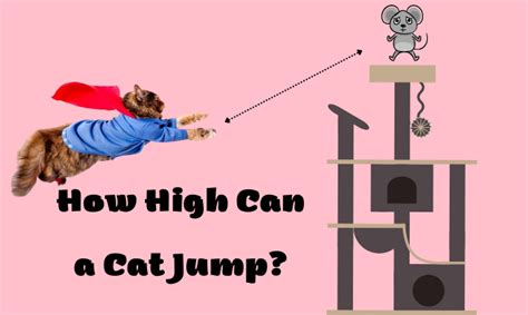 How High Can A Cat Jump Feline Behavior And More Explained