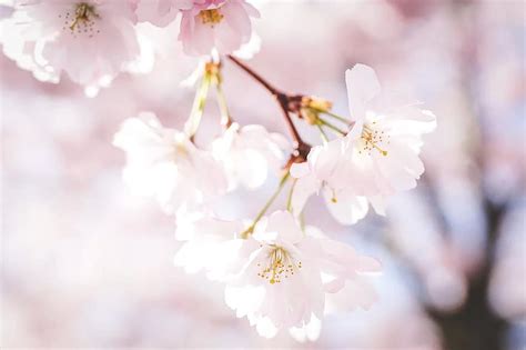 Cherry Blossoms Petals Nature Tree Spring Sakura Bloom Blossom