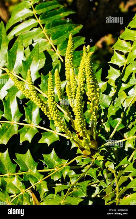 Fantastic Yellow Flowers Of Mahonia Plant Berberis Lomariifolia