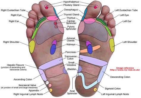 Reflexology Foot Map Connecting Hypnotherapy