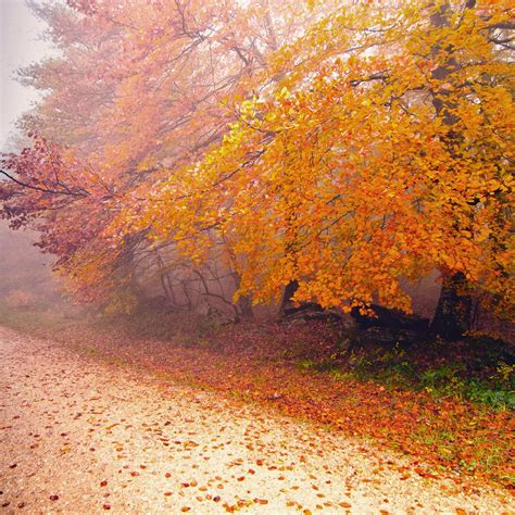 Foggy Autumn Morning Ipad Air Wallpapers Free Download