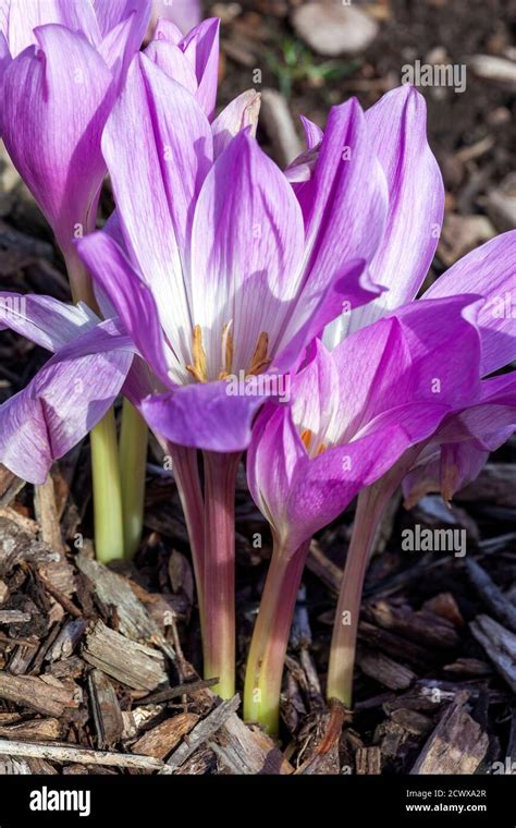 Colchicum Autumnale Waterlily An Autumn Fall Flower Bulb Plant