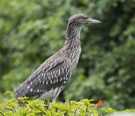 Pictures And Information On Black Crowned Night Heron
