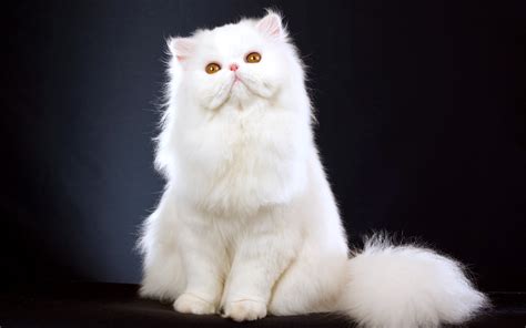 White Persian Cat Action Wallpapers Hd Desktop And Mobile Backgrounds