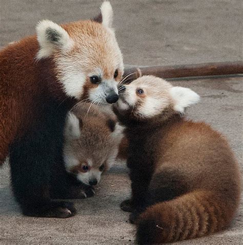 Rusty Red Thick Furred Panda Baby Animal Zoo