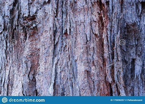 Colorful Of The Bark For Background Stock Image Image Of
