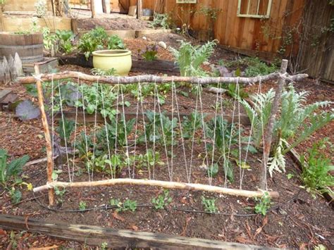 Diy Garden Trellis For Peas 25 Diy Pea Trellis Ideas For Your Garden