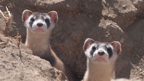 Drones Could Save Endangered Ferrets By Dropping Peanut Butter Flavored
