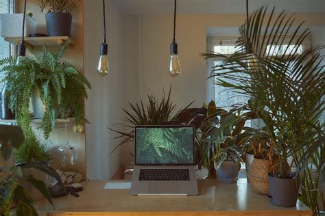 What Is A Biophilic Office And How Plants Can Enhance Your Workspace