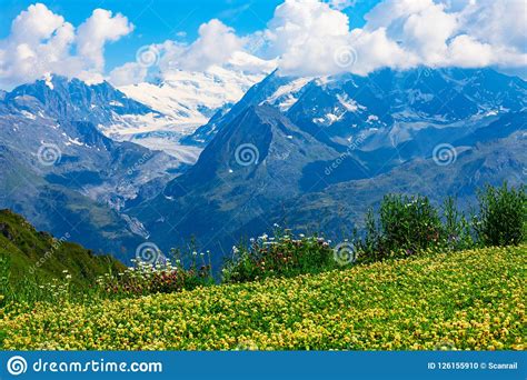 Mountain Flower Meadow In Alps Switzerland Stock Photo Image Of