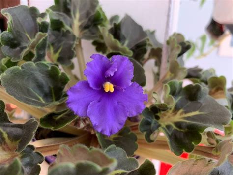 The early morning sunlight dancing on the little plant would always put a smile on my face. Are Your African Violet Leaves Curling? (6 Things to Check ...