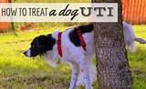 Holistic Treatment For Uti In Dogs Images