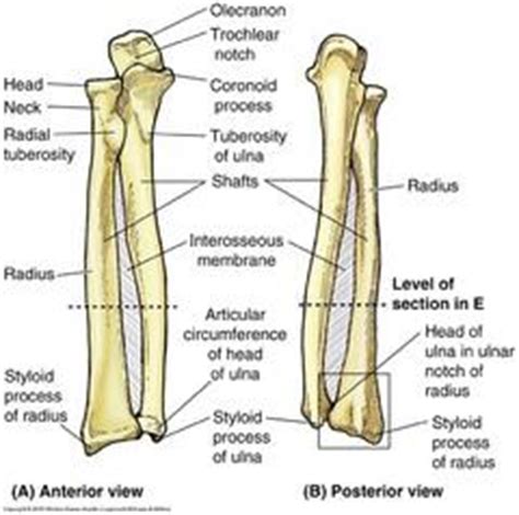 The radius and ulna are attached along their shafts by a ligament called the interosseus membrane. Human Anat. Exam 1 - Human Anatomy 204 with Dr. Ruit at ...