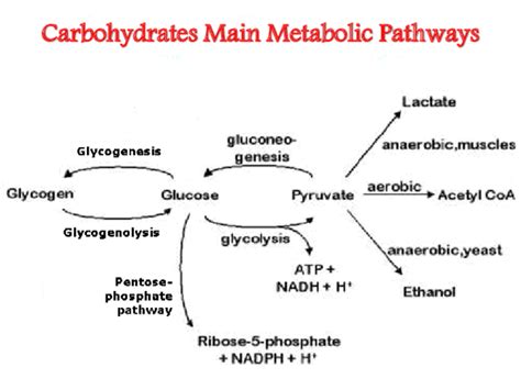 Pdf Carbohydrates Main Metabolic Pathways Muhammed Suffian