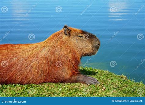 Close Up Of Capybara Mother With Five Babies Royalty Free Stock