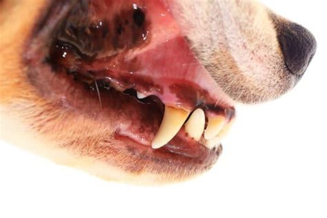 Your Should A Dogs Mouth Be Black Expert Advice Keepingdog