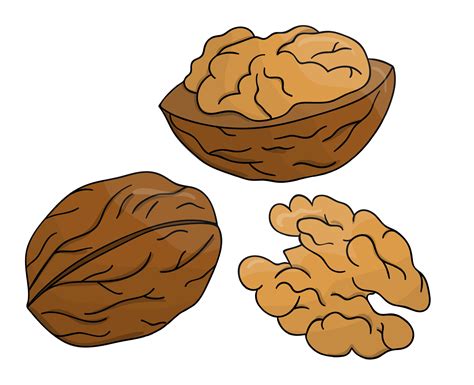 Vector Colored Walnut Icon Set Of Isolated Monochrome Nuts Food Line