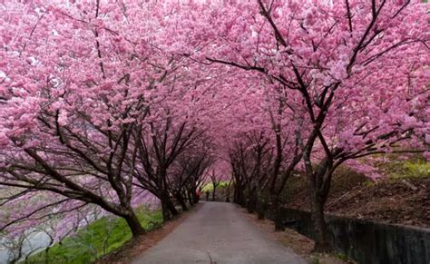 Five Best Places In Japan To See Cherry Blossoms This Season Top 5