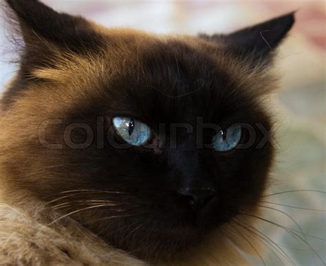 Siamese Cat With Dark Blue Eyes A Portrait Stock Photo