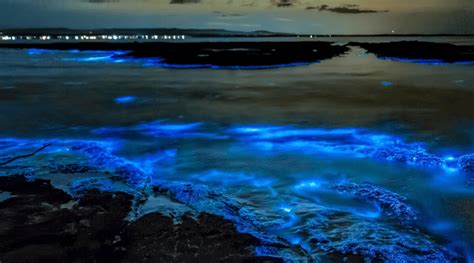 Bioluminescent Bay Puerto Rico Best Time To Go Jenn Explores
