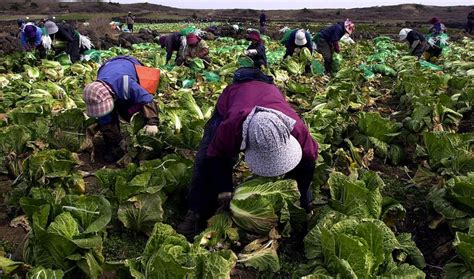 Why South Korean Farmers Are More Productive Than Chinese Farmers The