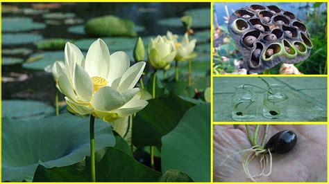 How To Grow Lotus Plant At Home Fast N Easy Method Youtube