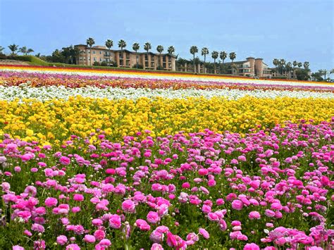 Flower Fields Carlsbad Ca Hours Best Flower Site