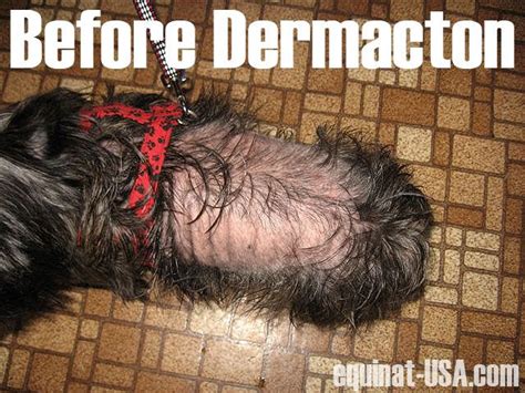Trauma from chronic licking (called acral lick dermatitis) can damage hair follicles and cause secondary hair loss. Dermacton Reviews | Hair loss, Itchy dog, Seasonal allergies