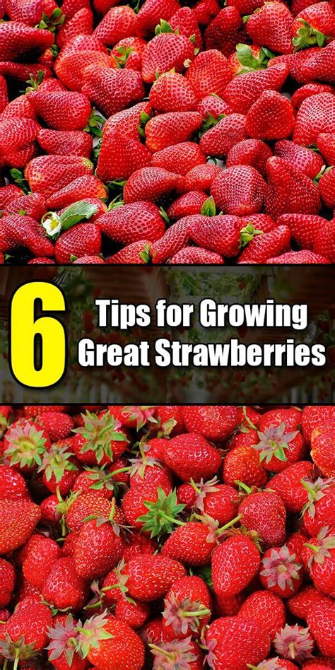 6 Tips For Growing Great Strawberries With Images