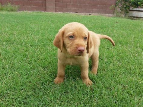 Look at pictures of puppies in ohio who need a home. Sweet Lab puppies for Sale in Tucson, Arizona Classified ...
