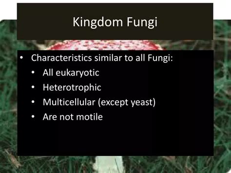 Ppt Kingdom Fungi Powerpoint Presentation Free Download Id2001299