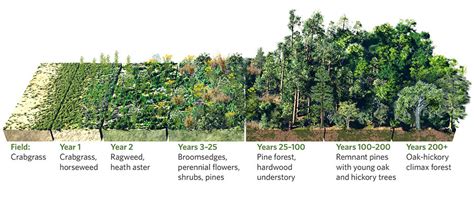 Forest Ecology Types Divisions And Scope Forestrypedia