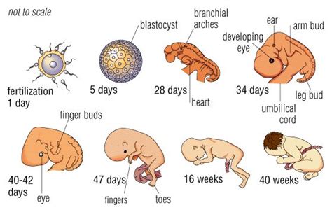 How Are Sex Cells Made Ms Lori Young