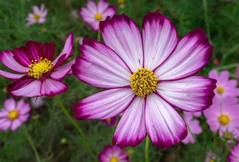 How To Grow And Care For Cosmos Flower Happy Diy Home