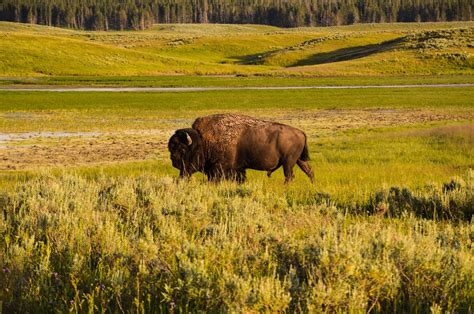 Free Yellowstone National Park Bison Plain Forest Animal Image