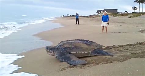 Worlds Largest Sea Turtle Surfaces From Ocean Stuns People With Her